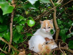 Kittens In A Nest 3