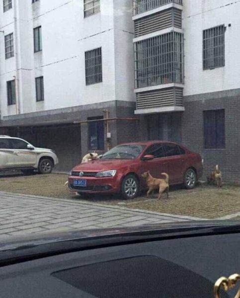 stray-dogs-destroy-a-car-in-china-jetta-gets-bitten-into-submission_1