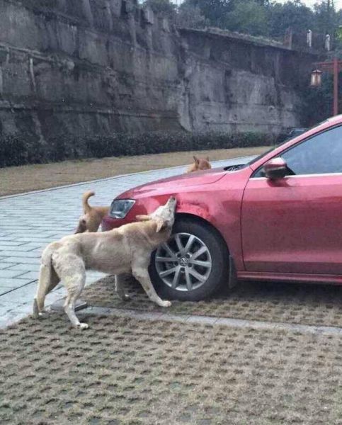stray-dogs-destroy-a-car-in-china-jetta-gets-bitten-into-submission_2