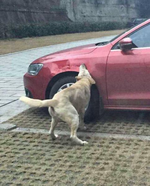 stray-dogs-destroy-a-car-in-china-jetta-gets-bitten-into-submission_3