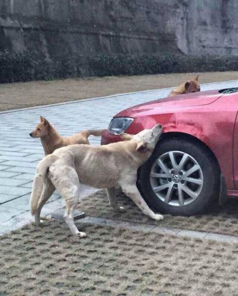 stray-dogs-destroy-a-car-in-china-jetta-gets-bitten-into-submission_4