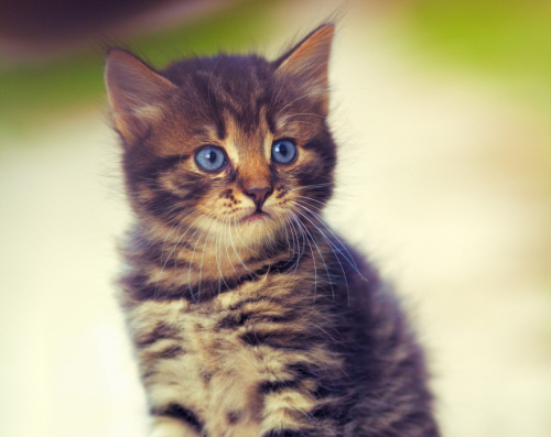 Portrait of cute little kitten