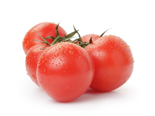 ripe wet red tomatoes with branch isolated on white background