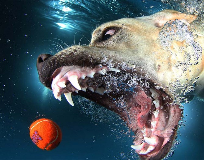 underwater-dog17-669x526
