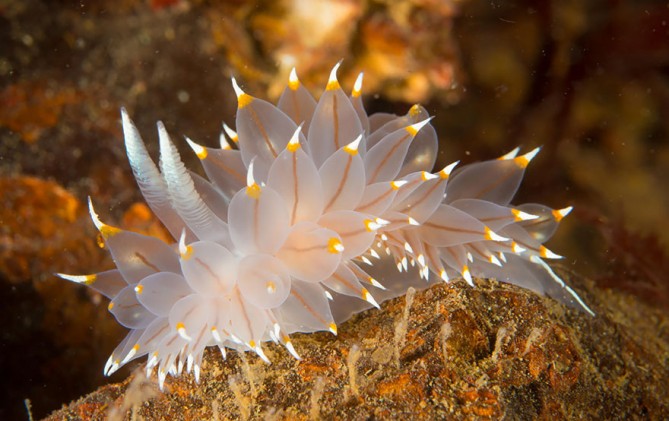 beautiful-unusual-sea-slugs-2__880-669x421