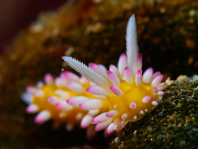 beautiful-unusual-sea-slugs-3__880-669x503