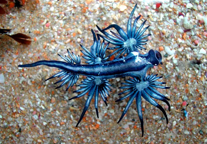 beautiful-unusual-sea-slugs-4-1__880-669x467