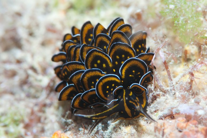 beautiful-unusual-sea-slugs-5__880-669x448