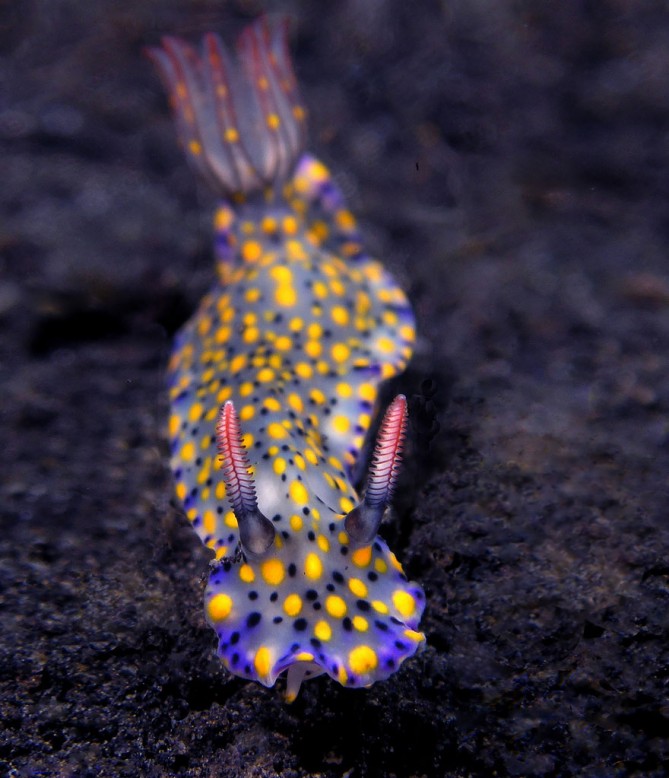 beautiful-unusual-sea-slugs-30__880-669x778
