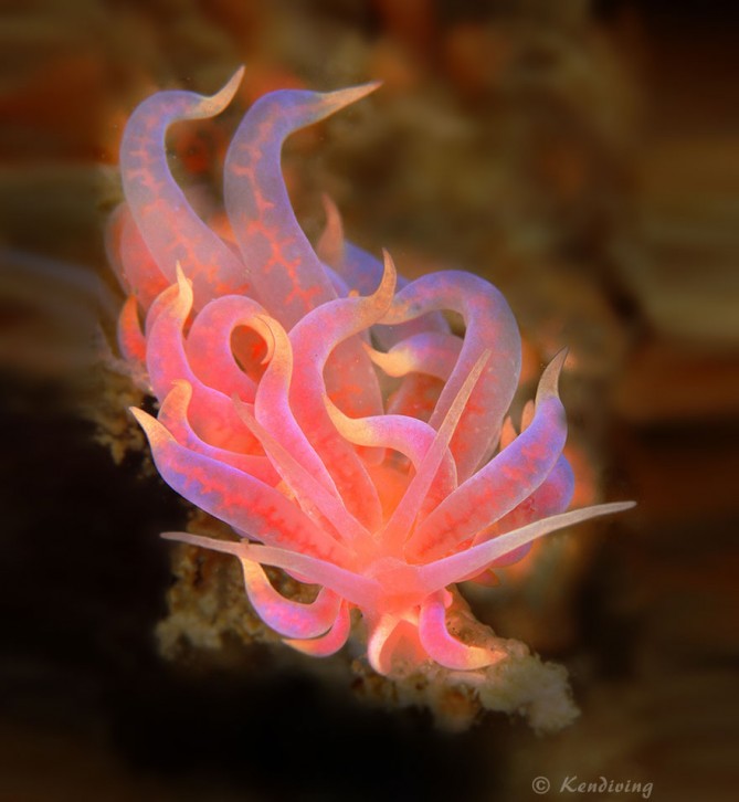 beautiful-unusual-sea-slugs-32__880-669x726