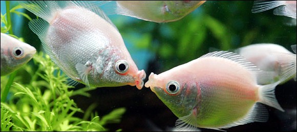 dead-fish-lips-kiss
