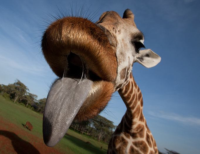 giraffe-tongue