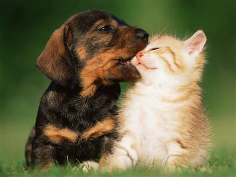 puppy-biting-kiss