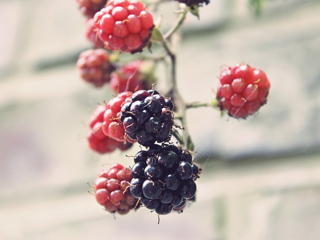 blackberries-907395_640