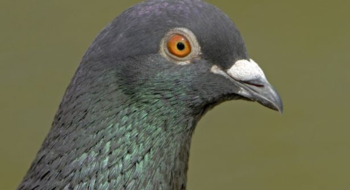 Feral-Pigeon (1)
