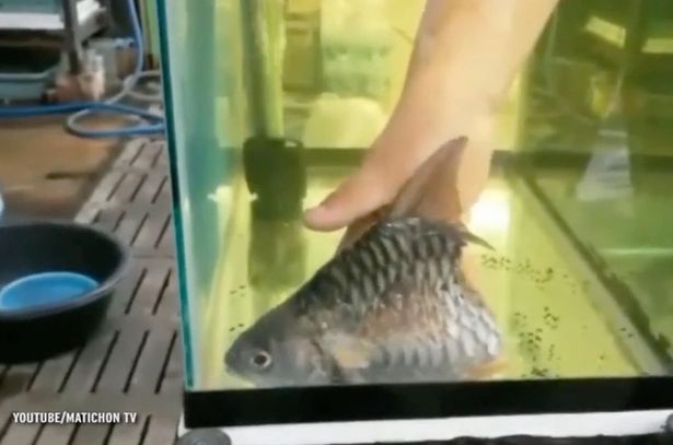 Incredible-half-fish