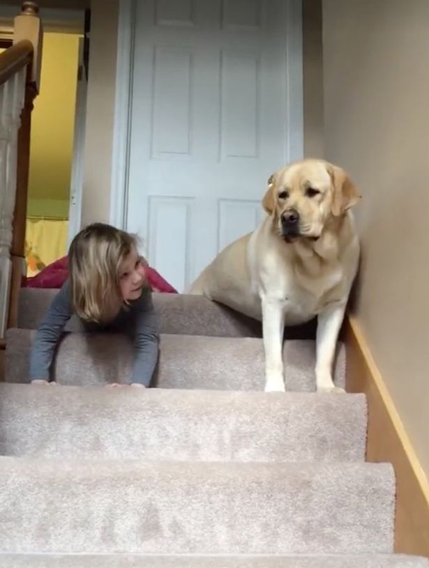 Girl-and-dog-crawl-down-stairs-together