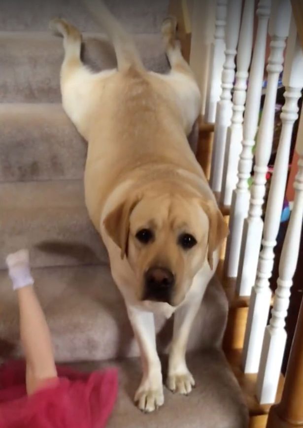 Girl-and-dog-crawl-down-stairs-together (4)