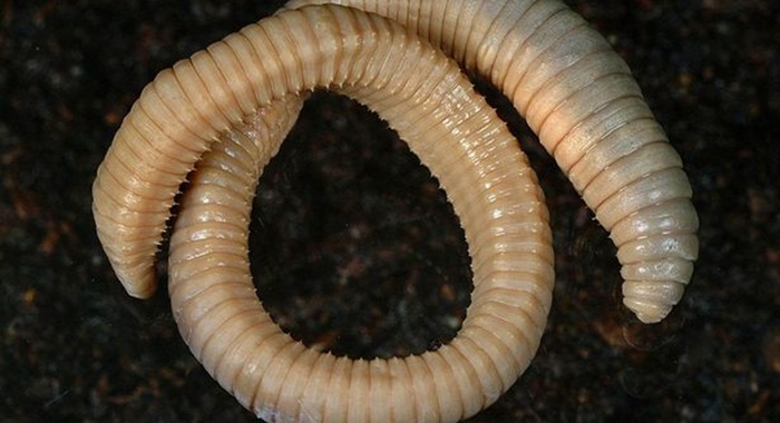 An-earthworm