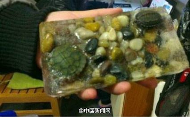 frozen_tortoises_7