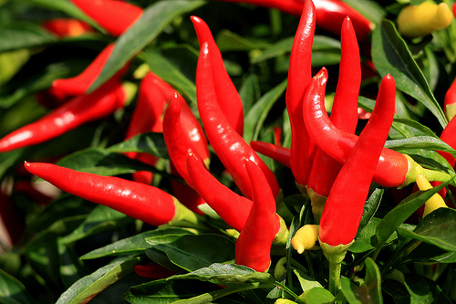 Benefits-of-Cayenne-Pepper-for-Gogs-Cats rawtothebones com