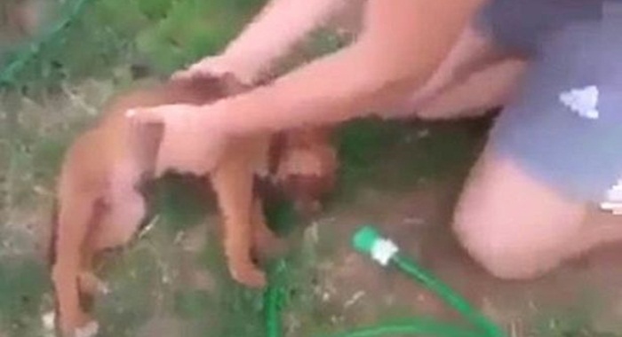 Dog-plays-dead-to-avoid-its-bath-time