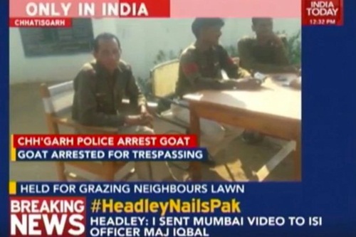 Goat-arrested-in-India (1)