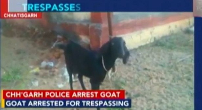 Goat-arrested-in-India