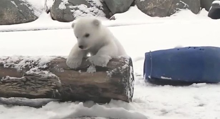 Polar-Bear-plays-in-the-snow