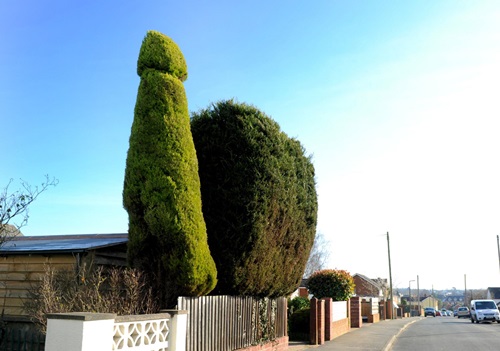 PAY-Chris-Bishop-posing-with-his-penis-shaped-tree (2)