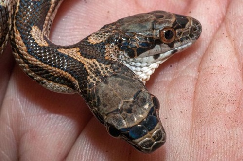 PAY-A-two-headed-snake-in-Kansas (1)