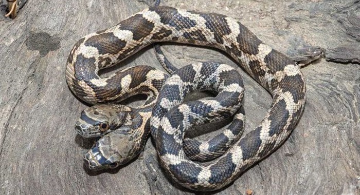 PAY-A-two-headed-snake-in-Kansas (3)