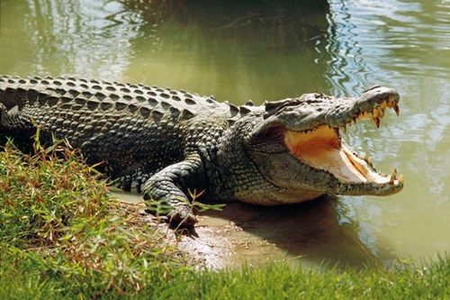 Saltwater-Crocodile