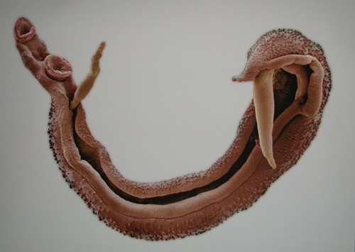 pf19