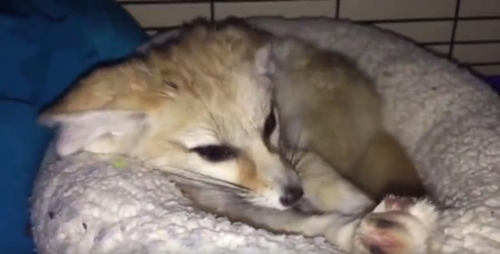 fox4