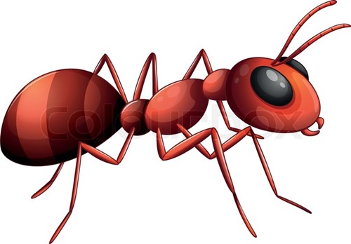 5567753-an-ant