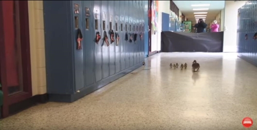 duck2