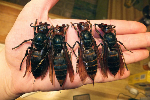 japenese-giant-hornets
