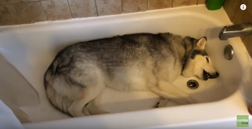 husky tn