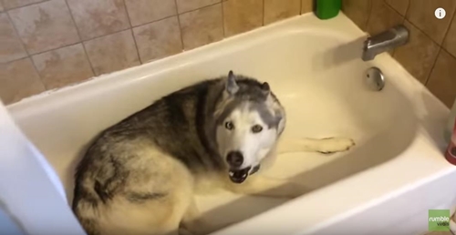 husky2