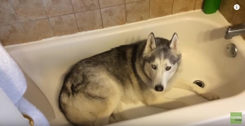 husky3