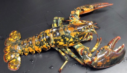 lobster_custom-600x348-001