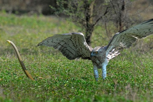 PAY-The-cobra-striking-for-the-eagle (1)