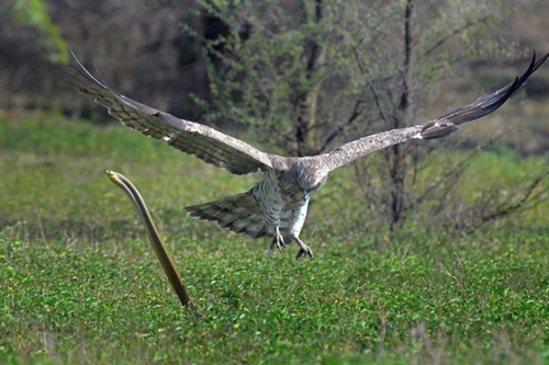 PAY-The-cobra-striking-for-the-eagle