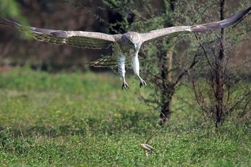 PAY-The-eagle-spotting-the-cobra-in-the-grass (1)