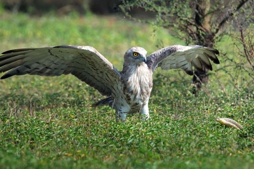 PAY-The-eagle-spotting-the-cobra-in-the-grass