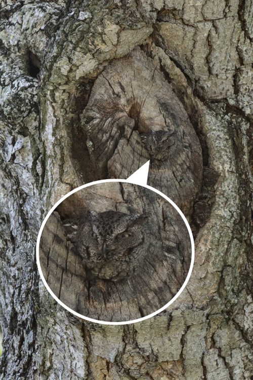 Camouflage owl