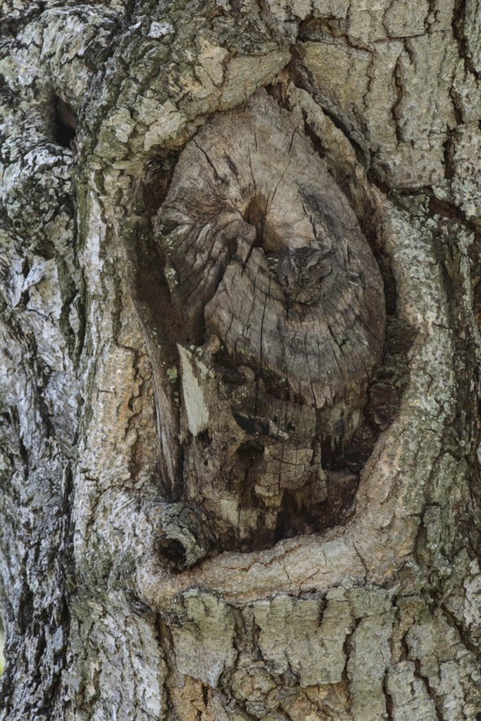 Camouflage owl