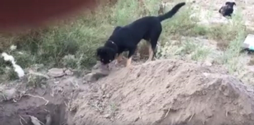 dog1