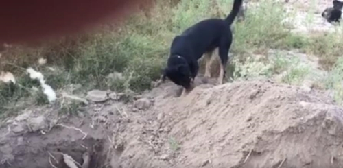 dog2